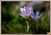 Crocus